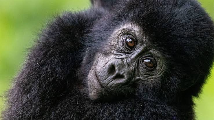 Titus gorilla family silverback legacy in Volcanoes National Park Rwanda