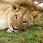 Topi antelope where and when to see them East Africa