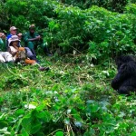 Tracking the same gorilla family twice on a repeat trekking visit