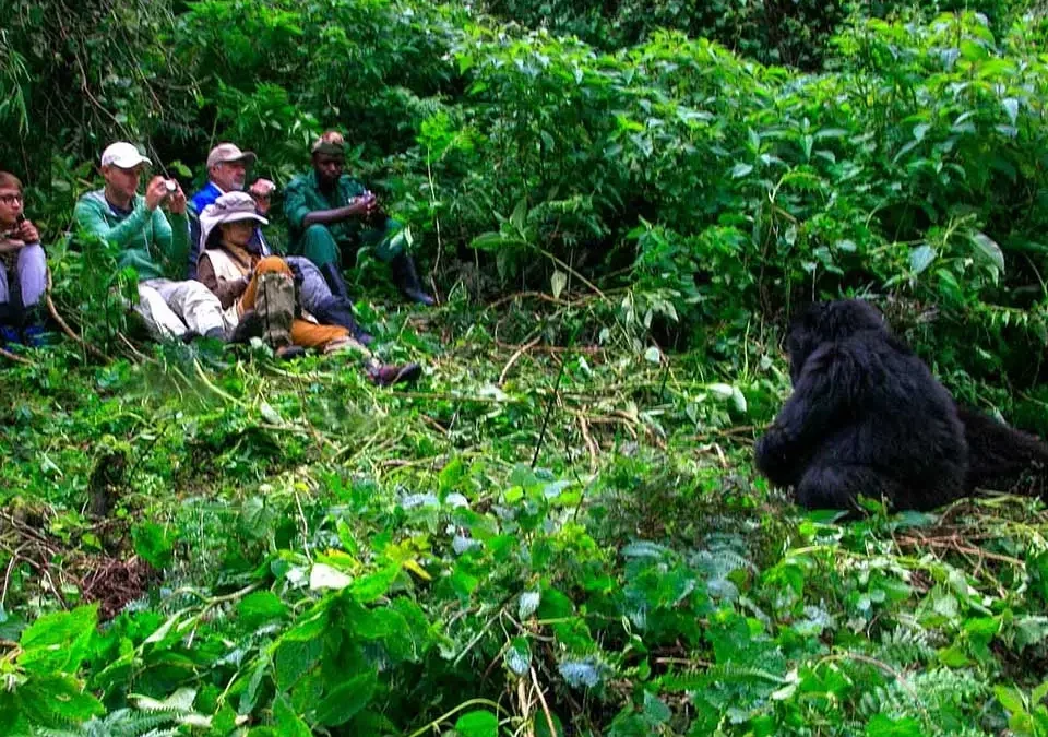 Tracking the same gorilla family twice on a repeat trekking visit