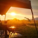 Camper watching a giraffe at sunset near a safari tent in Uganda