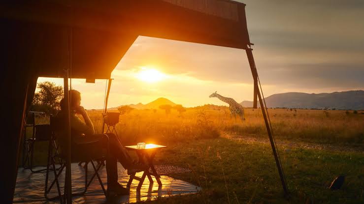 Camper watching a giraffe at sunset near a safari tent in Uganda