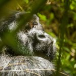 Mountain gorilla in the forest, Uganda-Rwanda safari itinerary