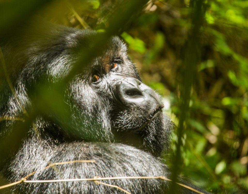 Mountain gorilla in the forest, Uganda-Rwanda safari itinerary