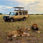 Safari vehicle with lions in the grass, illustrating a Uganda safari game drive
