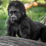Uganda's 13 primate species complete checklist