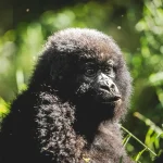 Ugenda gorilla family trekking route in Volcanoes National Park Rwanda