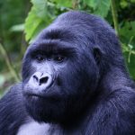 Umubano gorilla family in Volcanoes National Park Rwanda