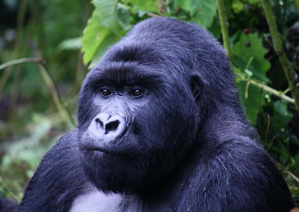 Umubano gorilla family in Volcanoes National Park Rwanda