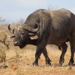 Upemba National Park wetland wilderness DR Congo