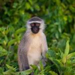 Vervet monkey around a safari lodge in East Africa