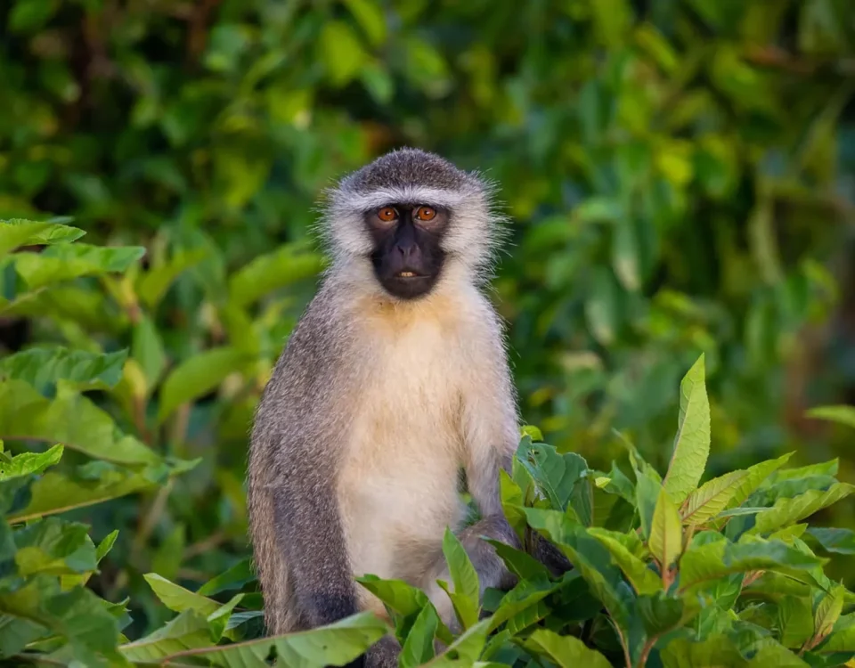 Vervet monkey around a safari lodge in East Africa