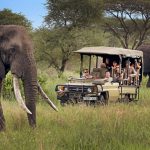 Warthogs where and when to see them East Africa