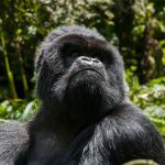 Gorilla family split forming new groups in Bwindi and Volcanoes National Park