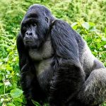 What to pack for a full day gorilla habituation trek