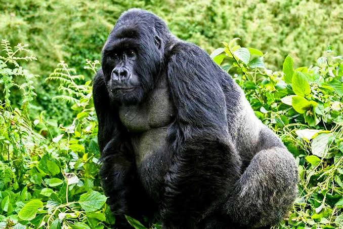What to pack for a full day gorilla habituation trek