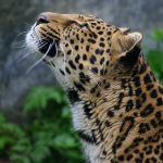 Close-up of a leopard in East Africa