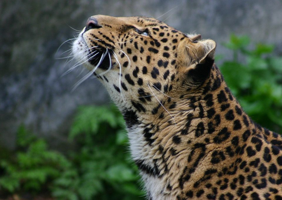 Close-up of a leopard in East Africa