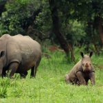 White rhinos where and when to see them East Africa