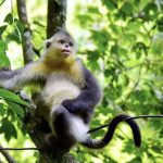 A Forest Built for Primates