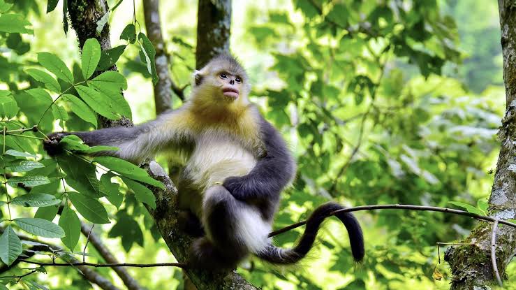 A Forest Built for Primates