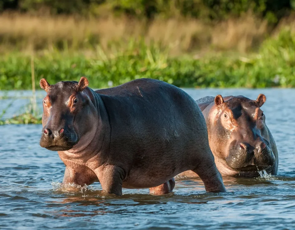 A Wildlife List Built Around the Nile