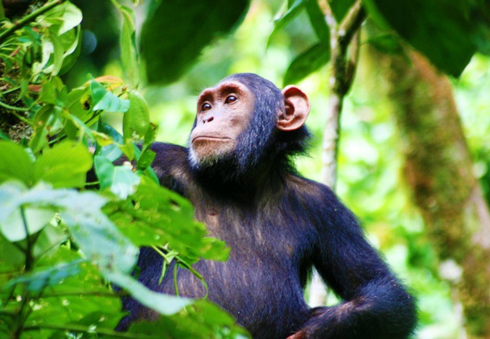 Chimpanzee Trekking in Rwanda: A Practical Guide for Beginners