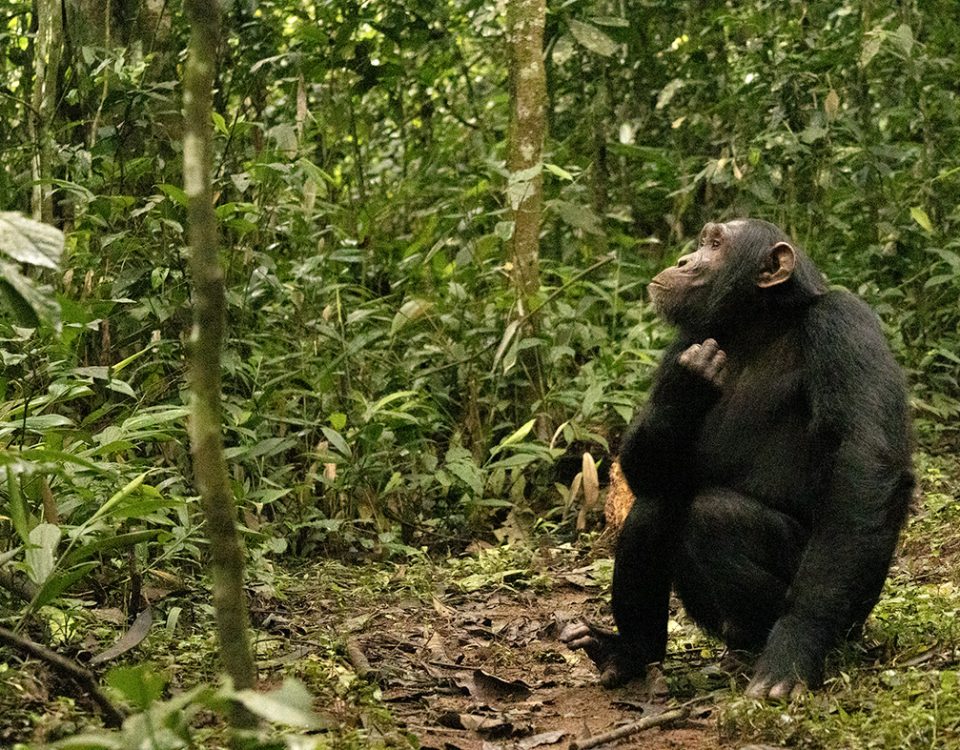 Chimpanzee Trekking in Tanzania: A Practical Guide for Repeat Visitors