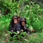 Witnessing a Gorilla Family's First Steps After Birth in Rwanda's mountain forest