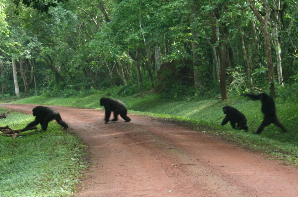 Combining Gorilla Trekking With Lake Kivu Relaxation for a Scenic Rwanda Adventure
