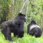 Combining Gorilla Trekking With Lake Kivu Relaxation
