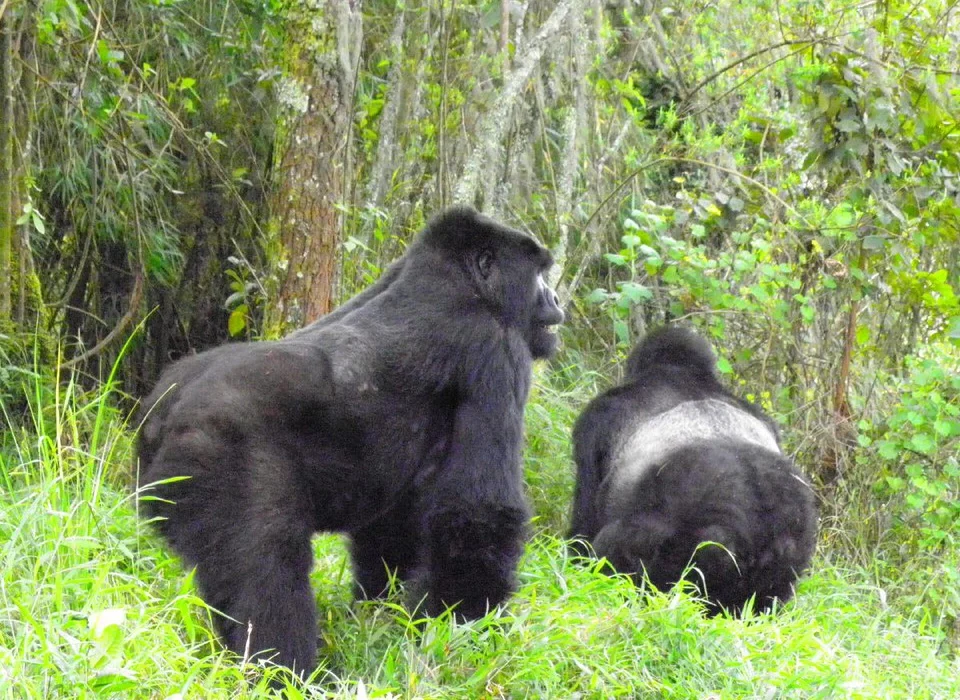 Combining Gorilla Trekking With Lake Kivu Relaxation