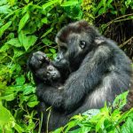 Combining Gorilla Trekking With Mount Nyiragongo Hiking