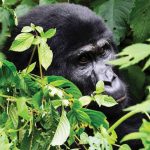 Combining Gorilla Trekking With a Kilimanjaro Climb