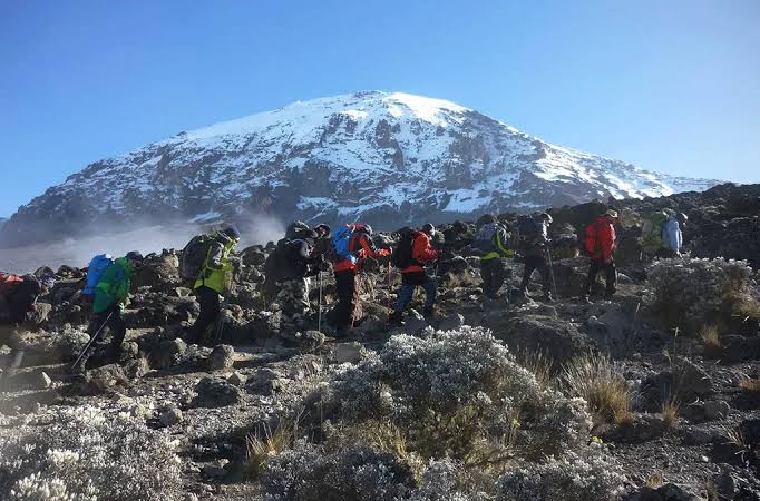 Combining Gorilla Trekking With a Kilimanjaro Climb for an East African Adventure