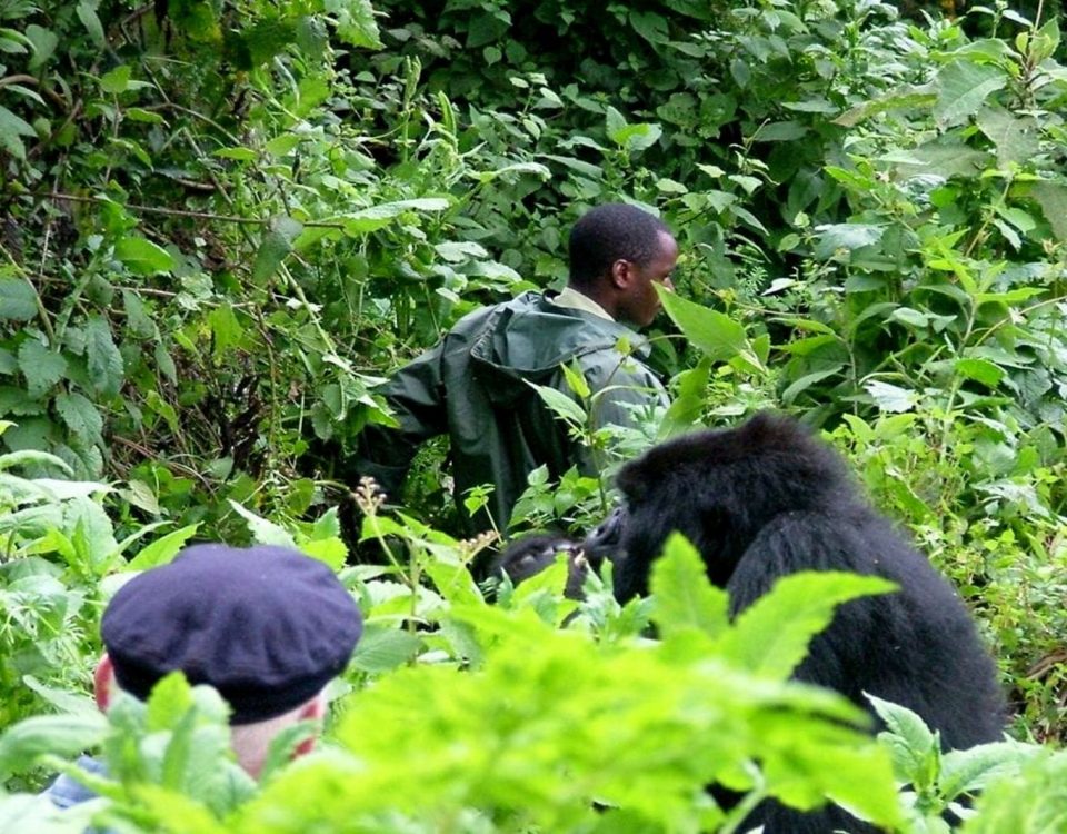 Gorilla Habituation in Uganda: A Practical Guide for Repeat Visitors