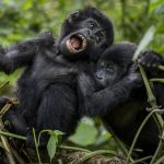 What It's Really Like to See a Gorilla for the First Time
