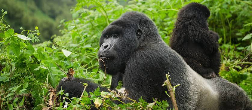 Gorilla Trekking in Rwanda: A Practical Guide for Seniors