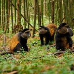 Observing Golden Monkeys Playing in Bamboo Forests