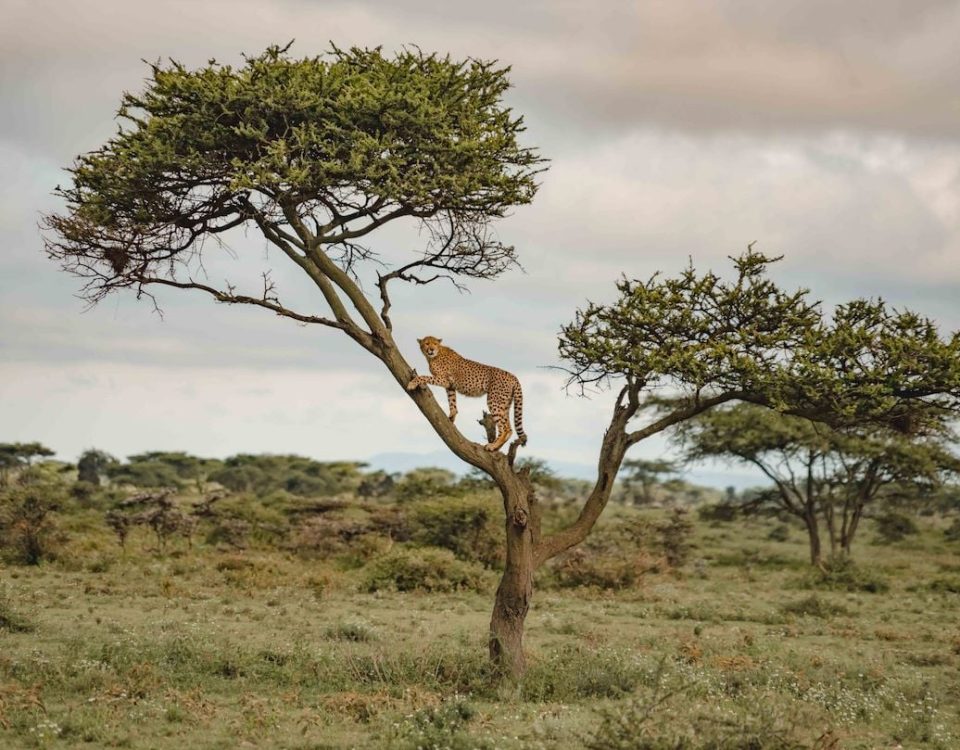 Ranking Tanzania's Parks for a Safari Traveler