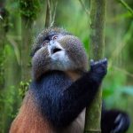 Rwanda's Golden Monkey Trekking Explained
