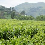 A Guide to Rwanda's Tea Plantations