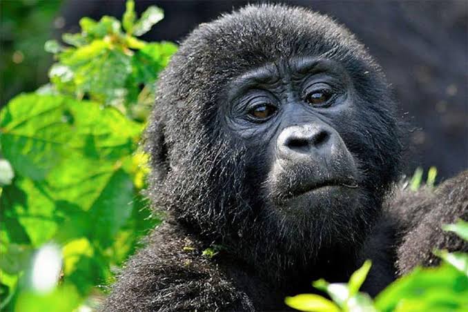 The Primate Capital of East Africa