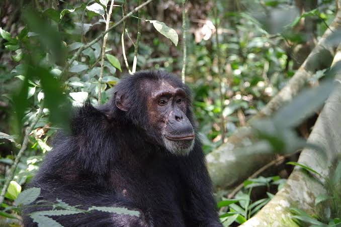 The Primate Capital of East Africa