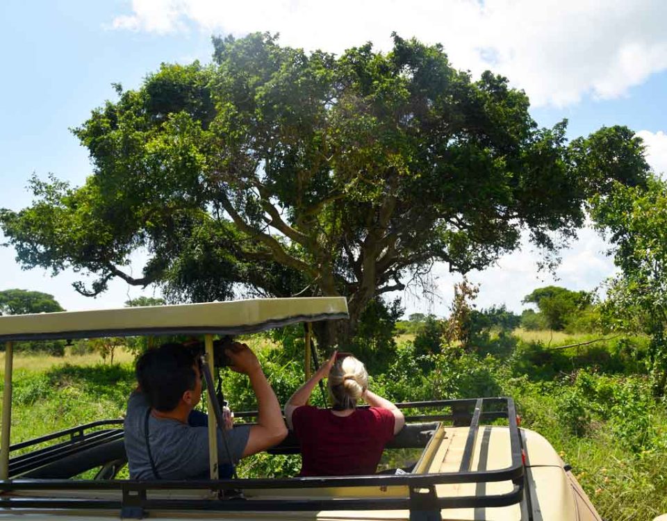Top Uganda Road Trip Routes for Self-Drivers