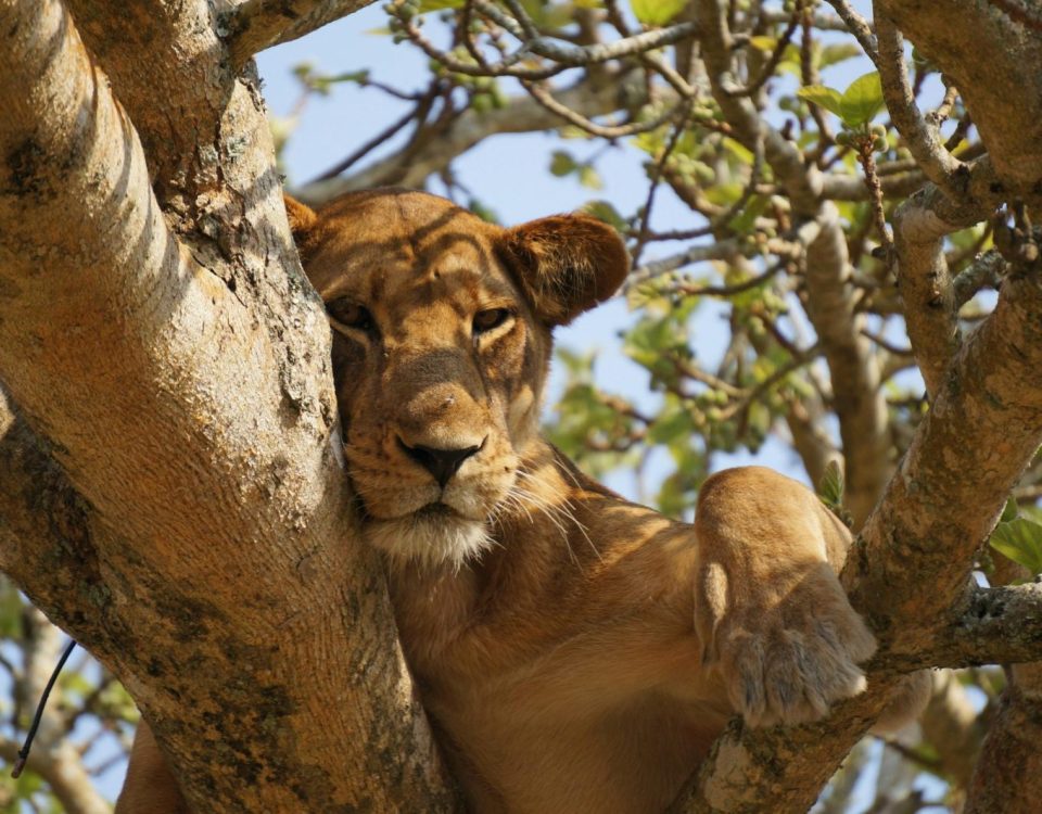 Tree-Climbing Lions of Ishasha: Where and When to See Them