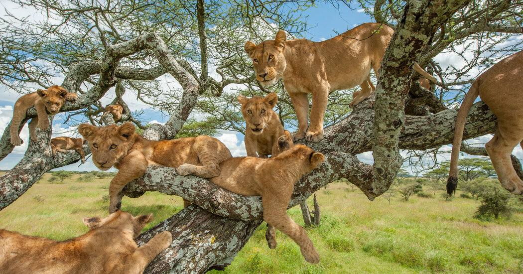 Tree-climbing lions of Ishasha resting on fig tree branches in Uganda's Queen Elizabeth National Park
