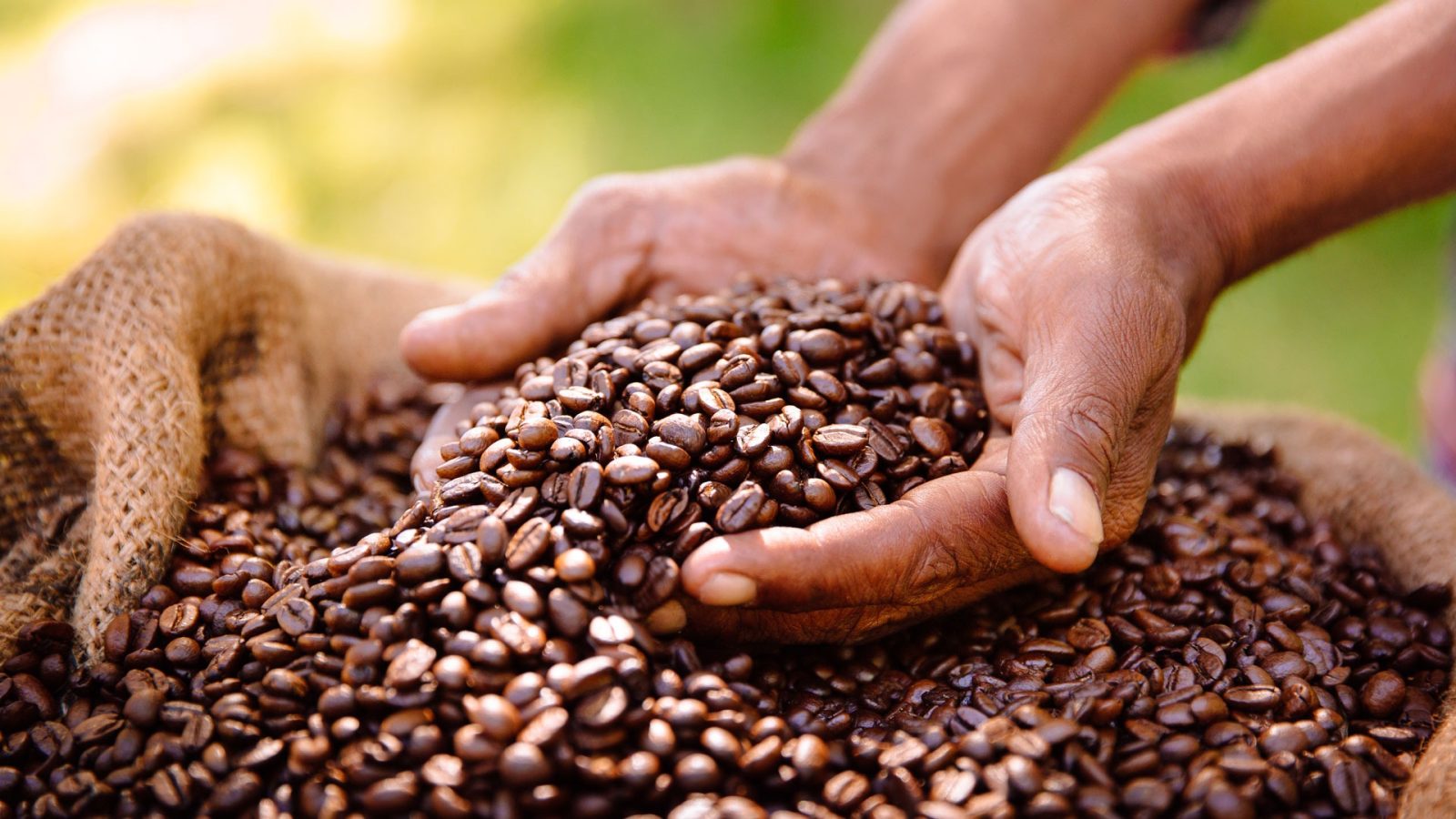 Uganda's Coffee Trail: From Farm to Cup