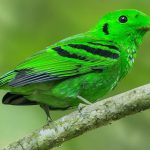 Uganda's Top 10 Bird Species for Serious Birders