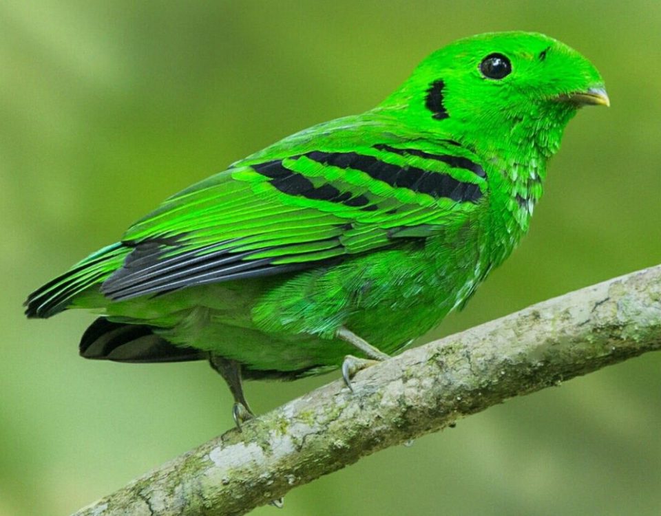 Uganda's Top 10 Bird Species for Serious Birders